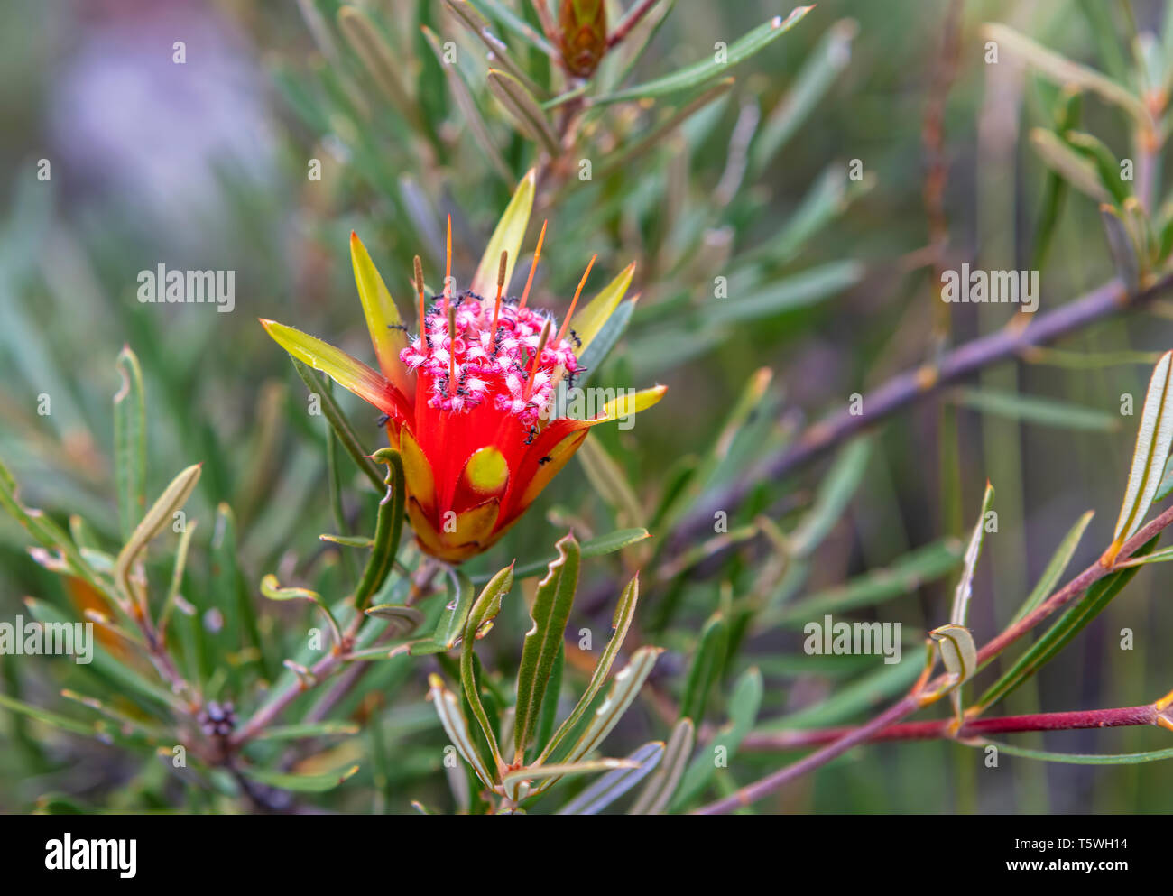 Fiore rosso di nativi Australiani Lambertia vegetale o una montagna diavolo close-up. Foto Stock