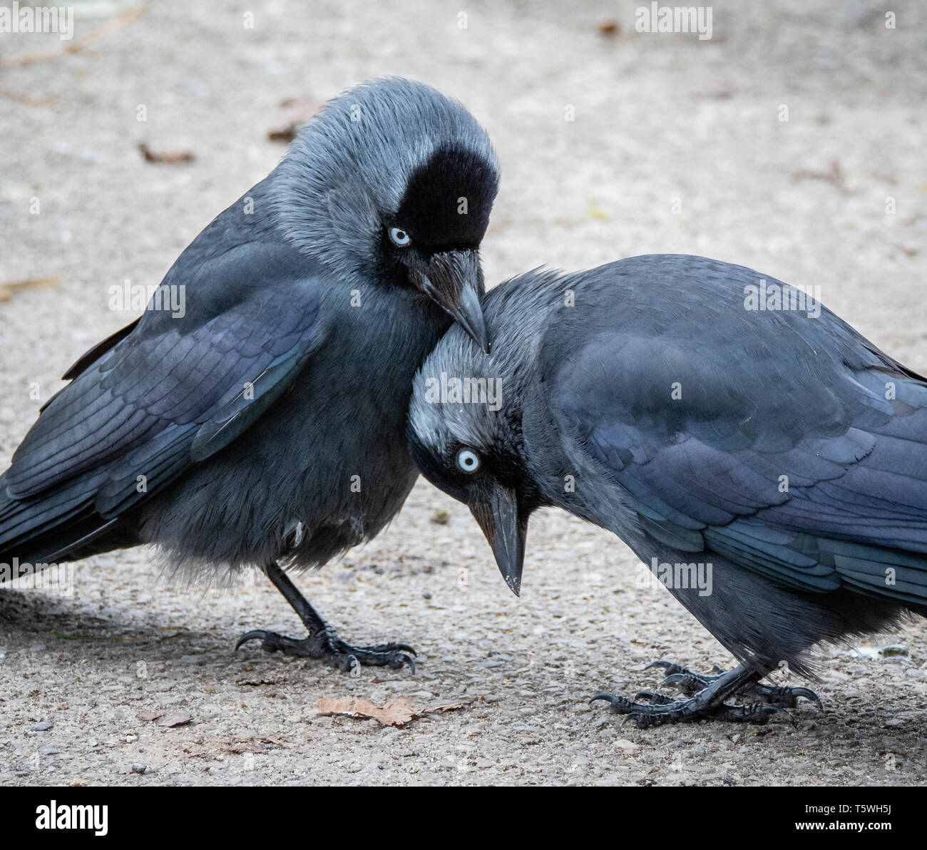 Una coppia di jackdaws Corvus monedula mostra affettuoso comportamento di adesione - Slimbridge GLOUCESTERSHIRE REGNO UNITO Foto Stock