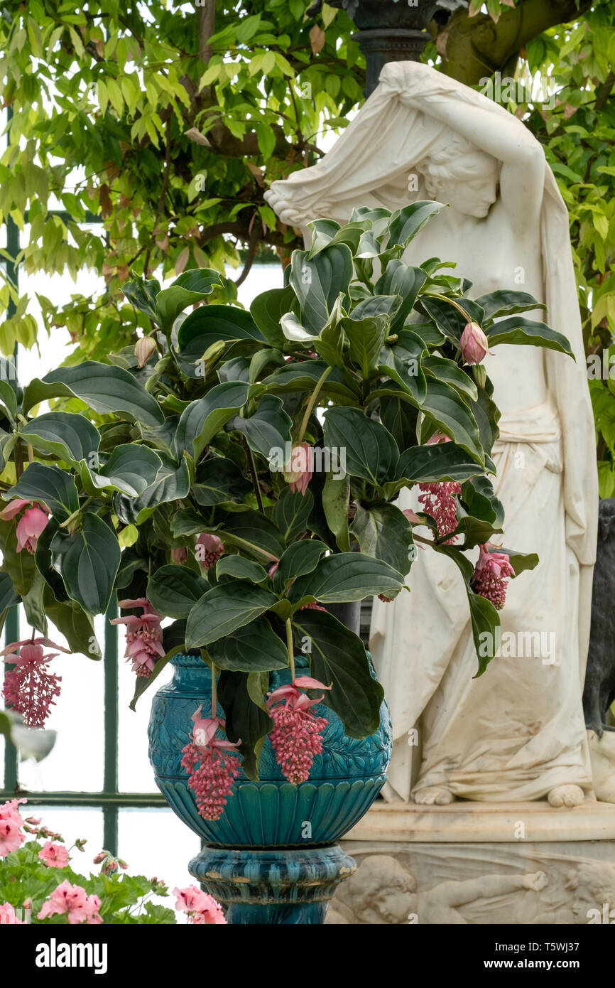 Medinilla Magnifica in vasi orientali in Embarcadere presso le Serre Reali di Laeken, composto da un complesso di un certo numero di serre. Foto Stock
