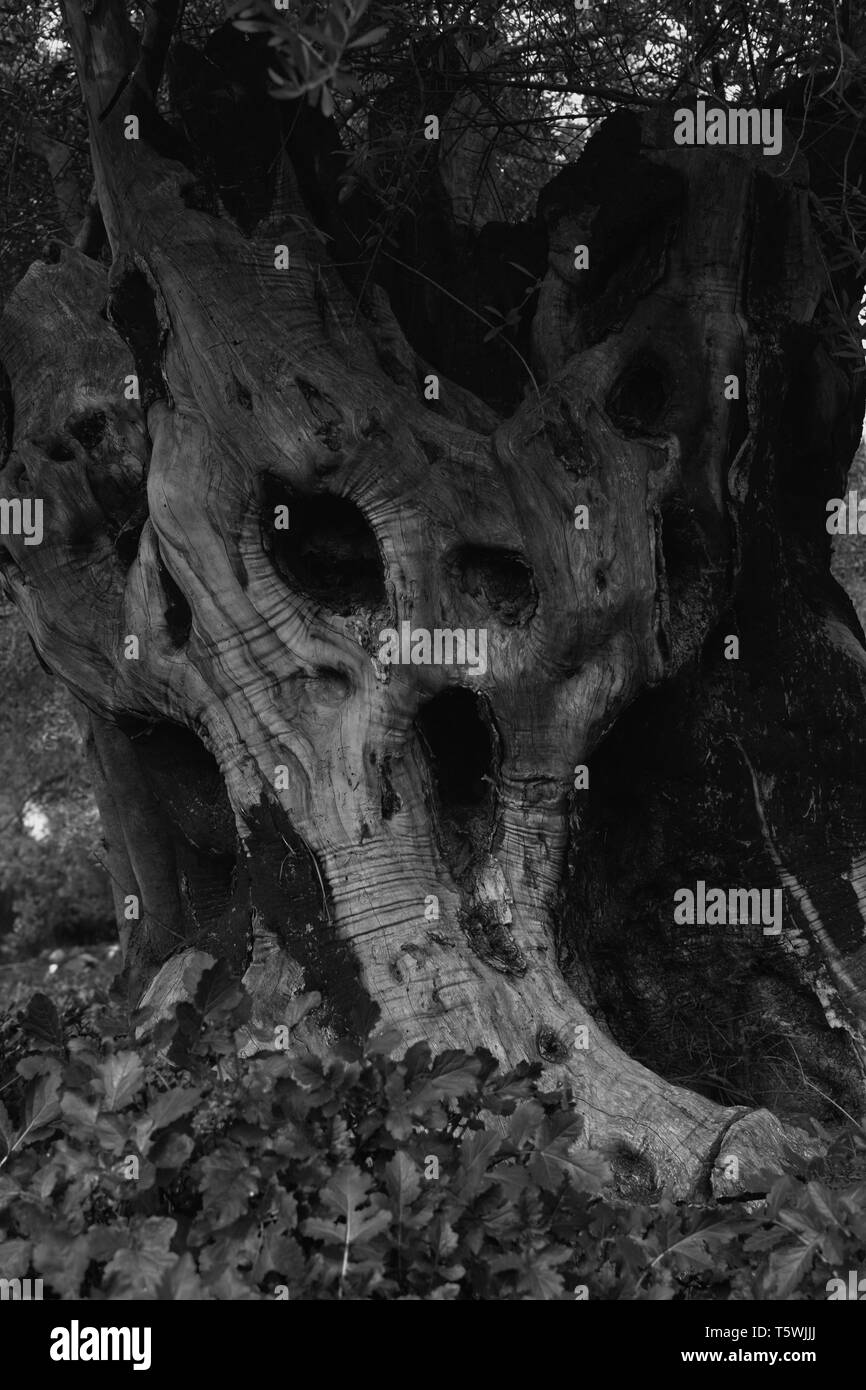 Albero cavo urlando natura. Tronco Vecchio appare come spooky male monster faccia in bianco e nero. Foto Stock