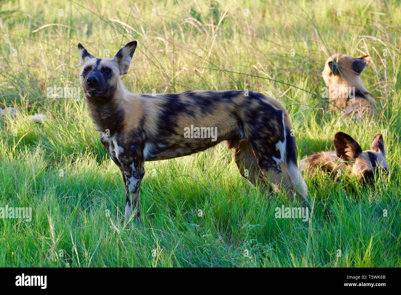 Cani selvatici a moremi Foto Stock