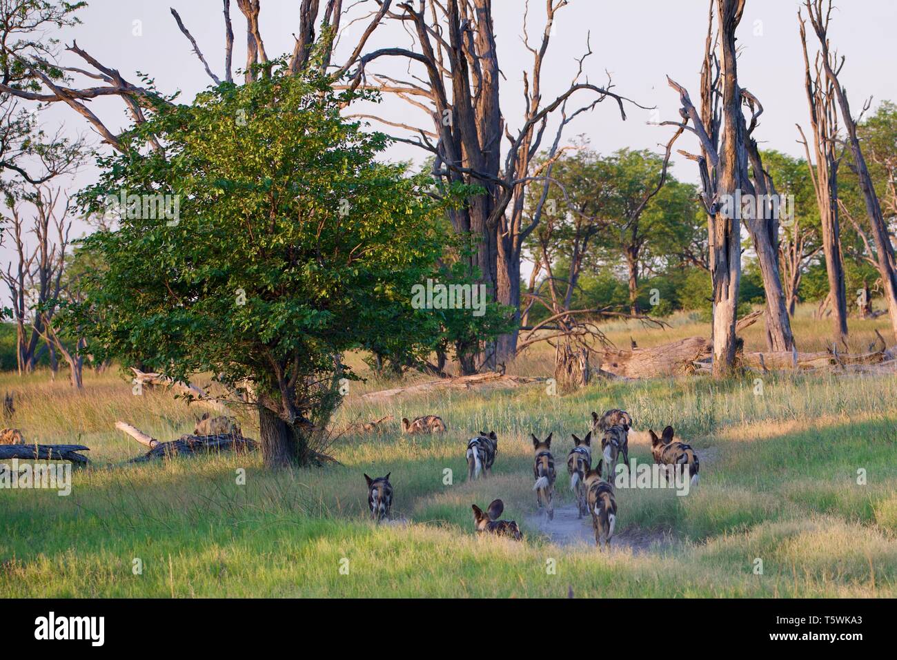 Cani selvatici di Moremi sulla caccia Foto Stock