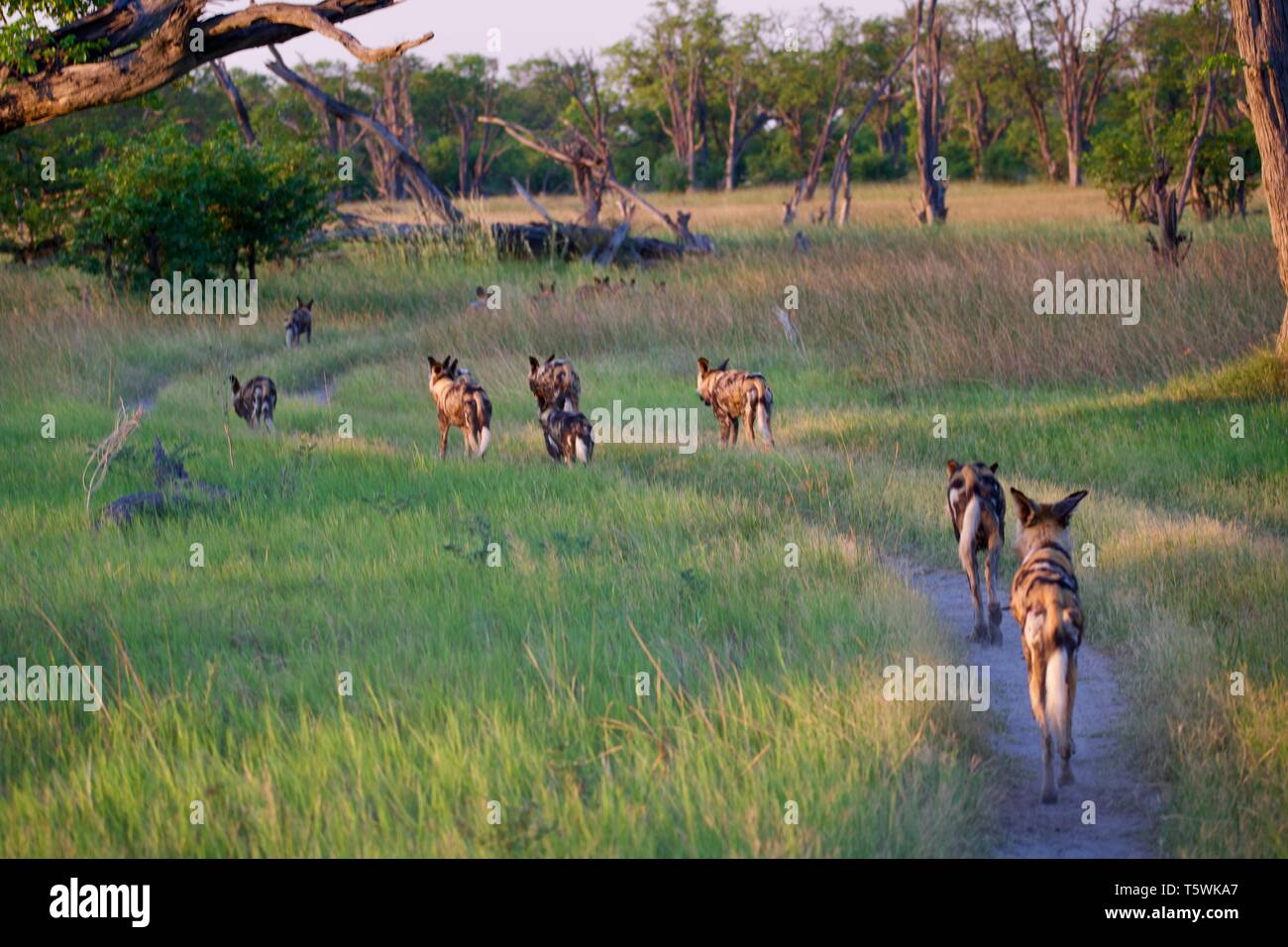 Cani selvatici di Moremi sulla caccia Foto Stock