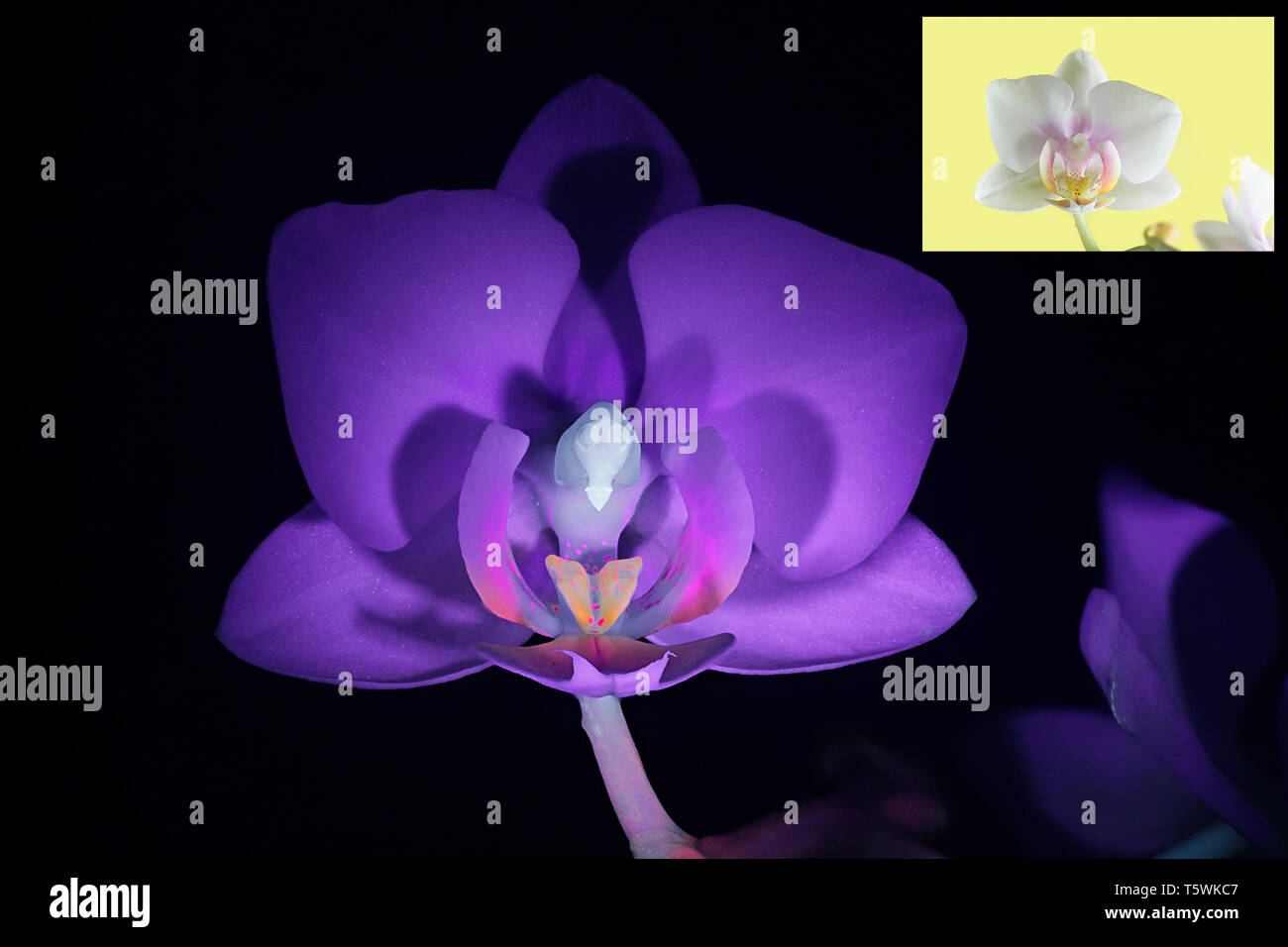 Moth orchid fluorescenza in luce ultravioletta (365 nm). Immagine di piccole dimensioni che mostra lo stesso campione in normale luce diurna. Foto Stock