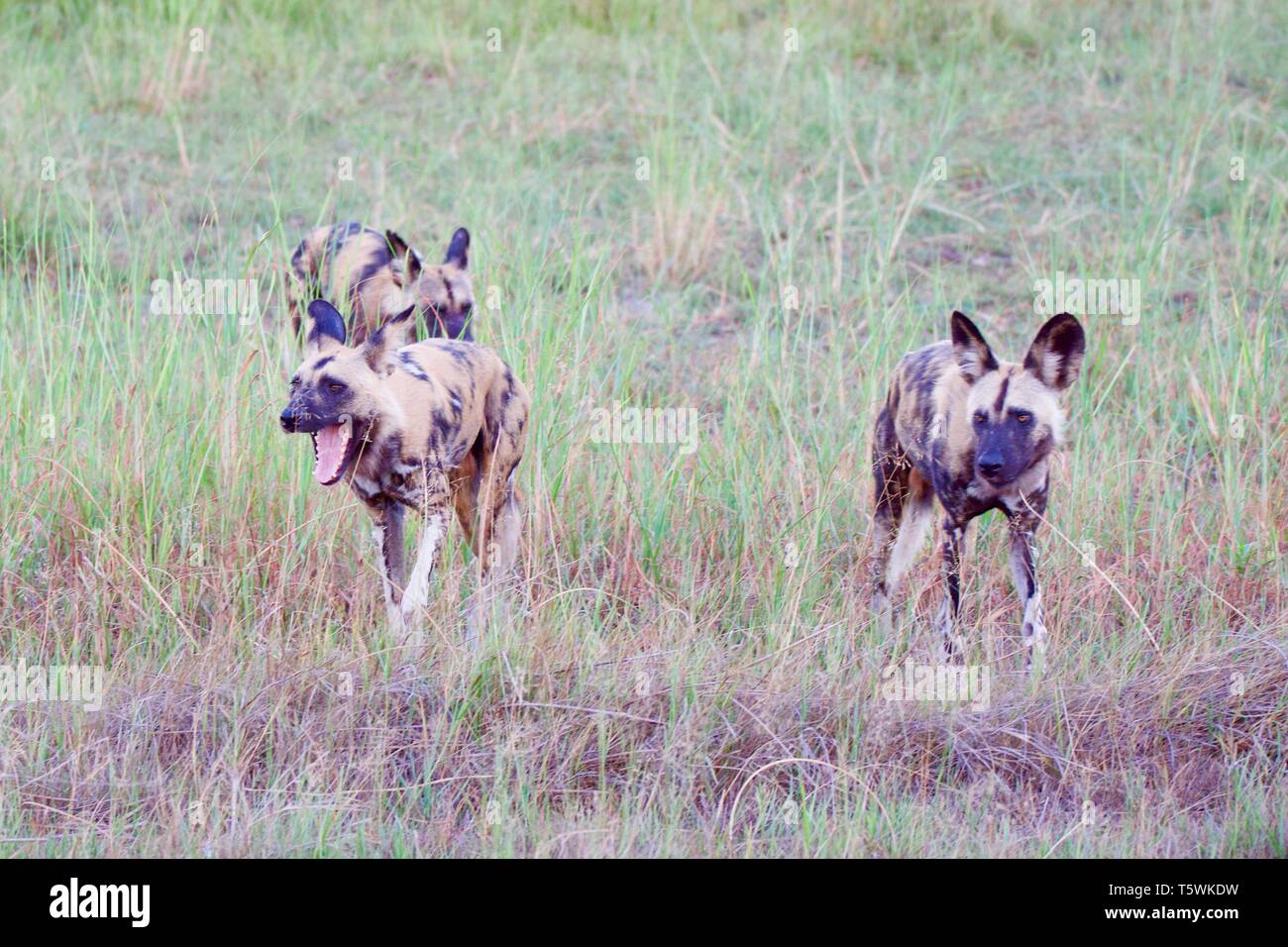 Cani selvatici di Moremi Foto Stock