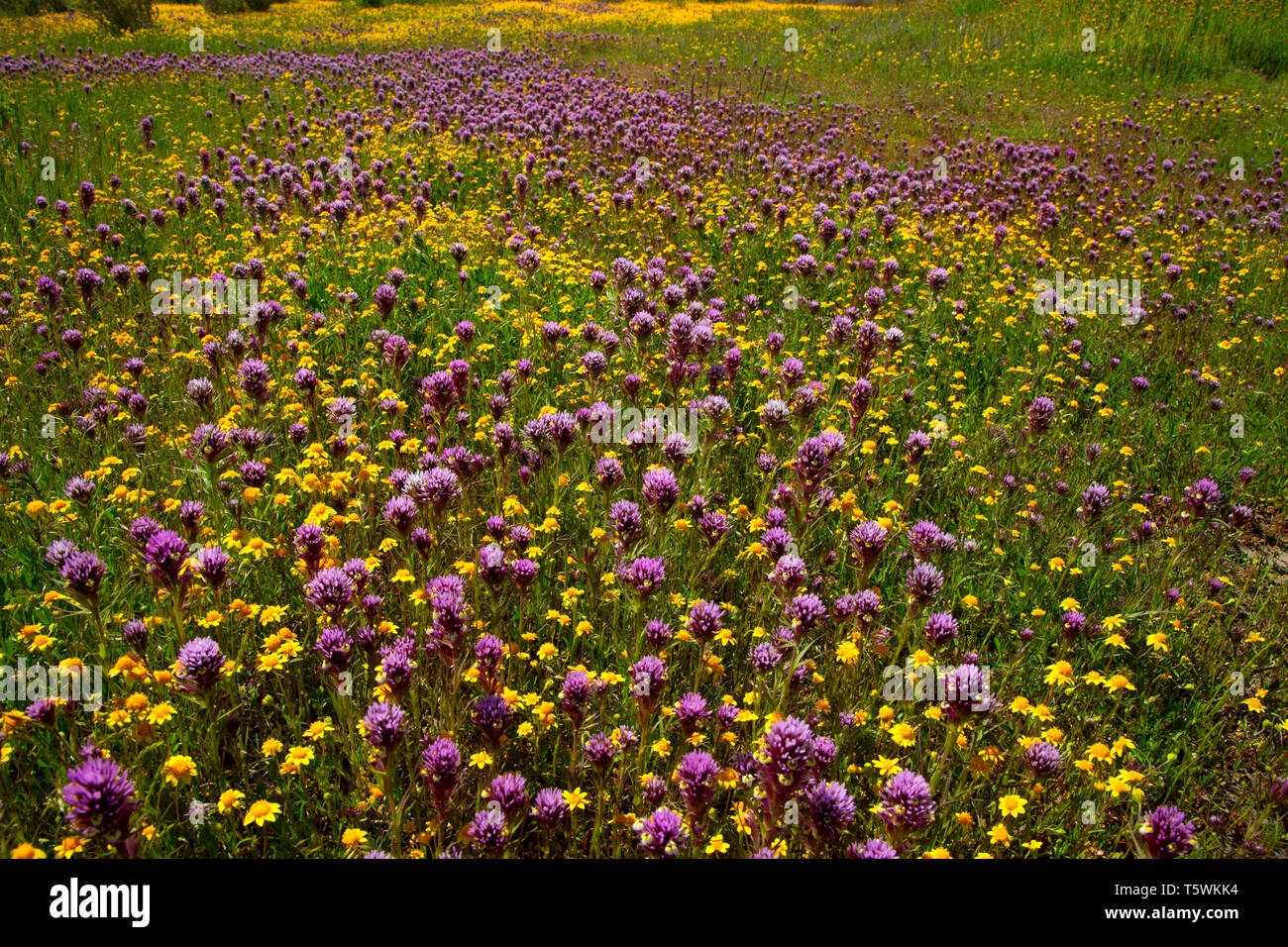 Il gufo di trifoglio nel goldfields, Carrizo Plain monumento nazionale, California Foto Stock