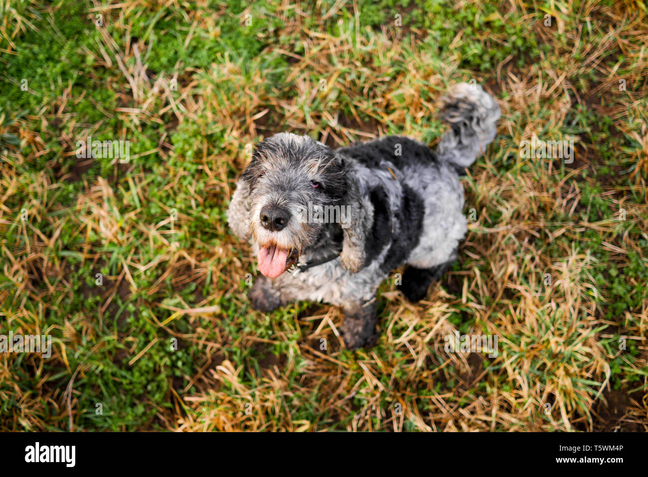 Dog sitter in erba Foto Stock