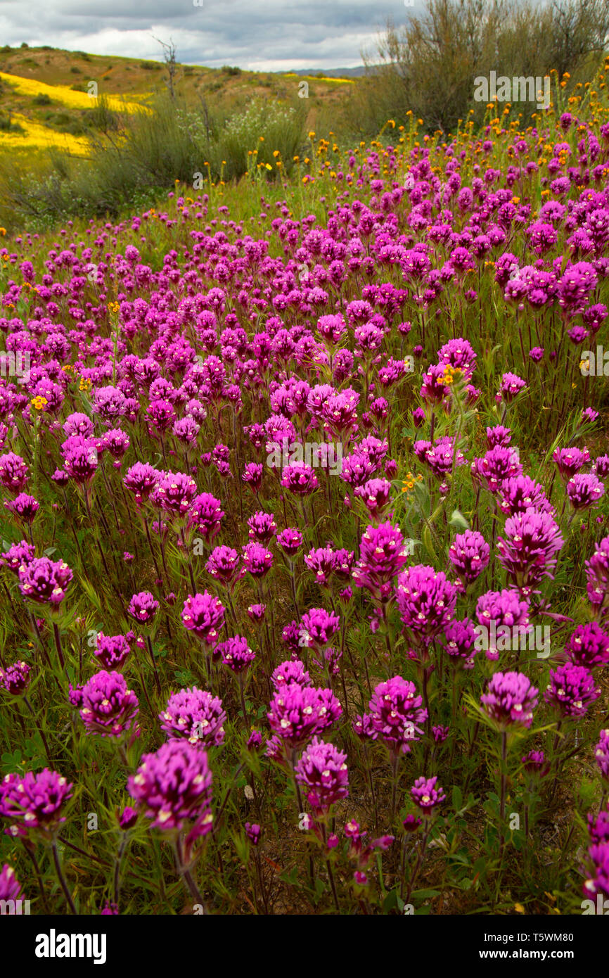 Il gufo di trifoglio in gamma Caliente pedemontana, Carrizo Plain monumento nazionale, California Foto Stock