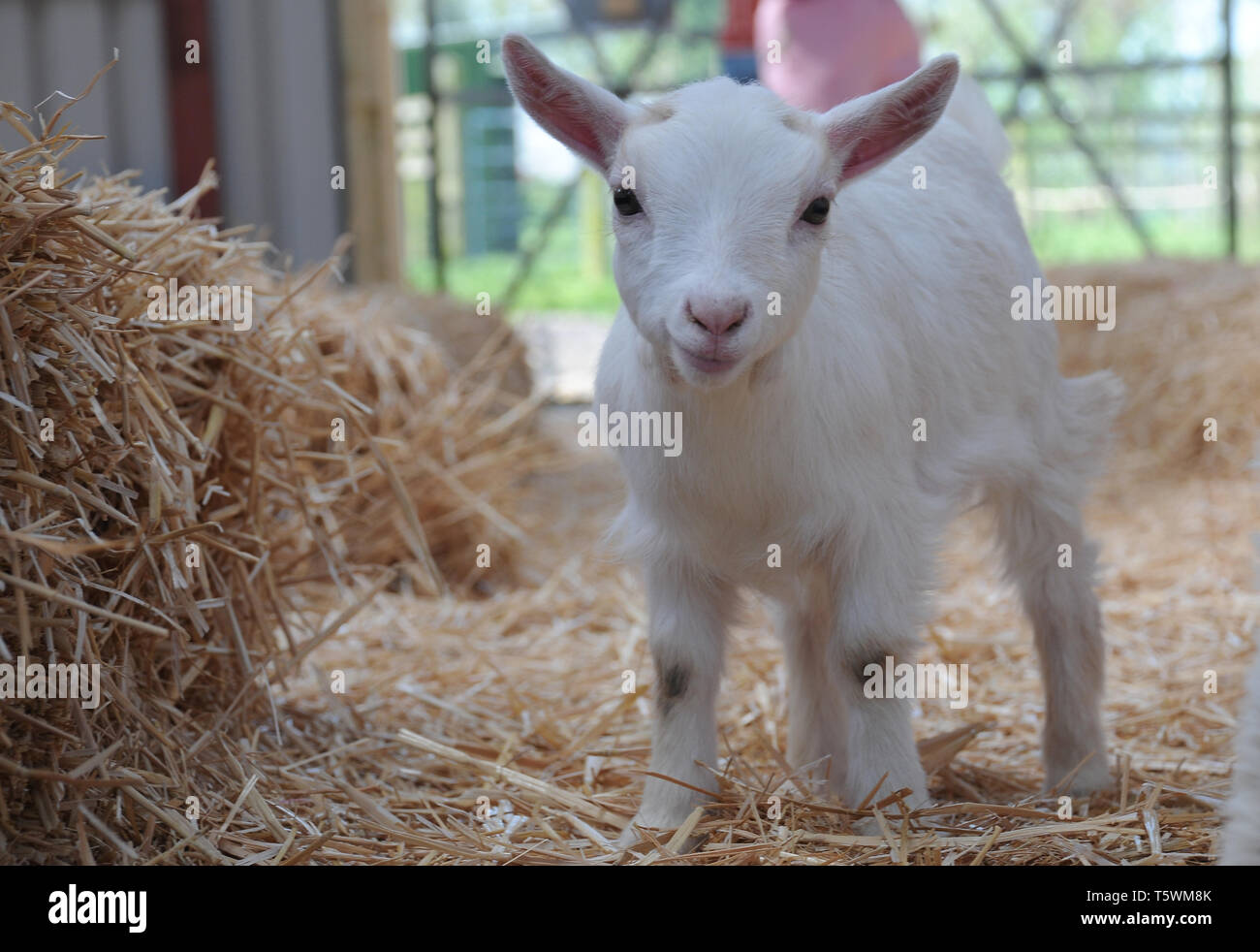 Capra Che Suona Immagini e Fotos Stock Alamy