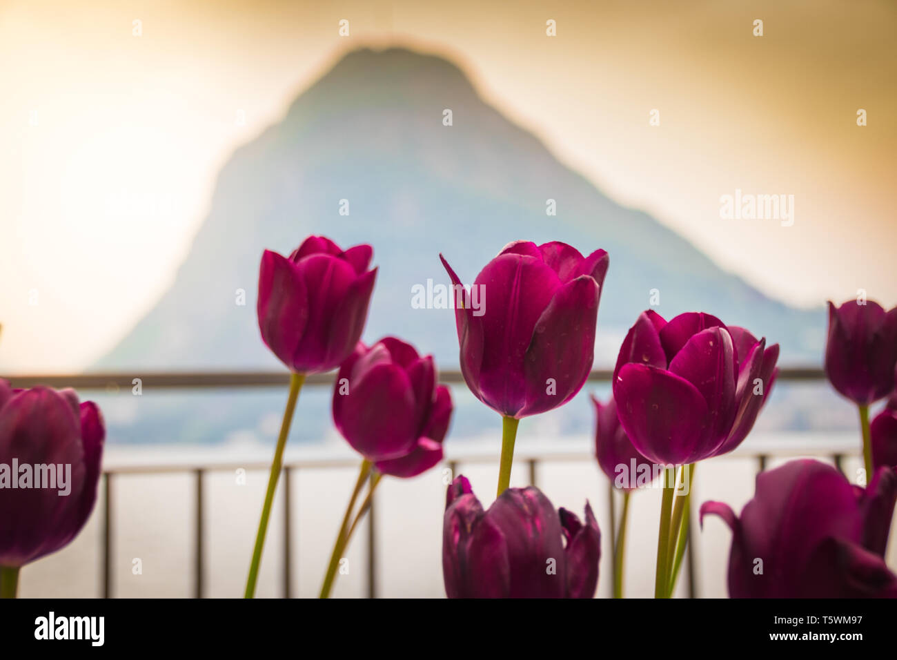 I colori di alcuni Tulip a Lugano Foto Stock