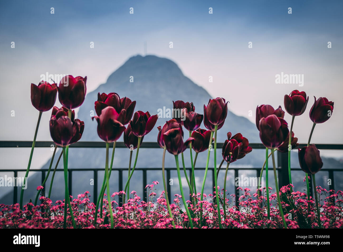 I colori di alcuni Tulip a Lugano Foto Stock