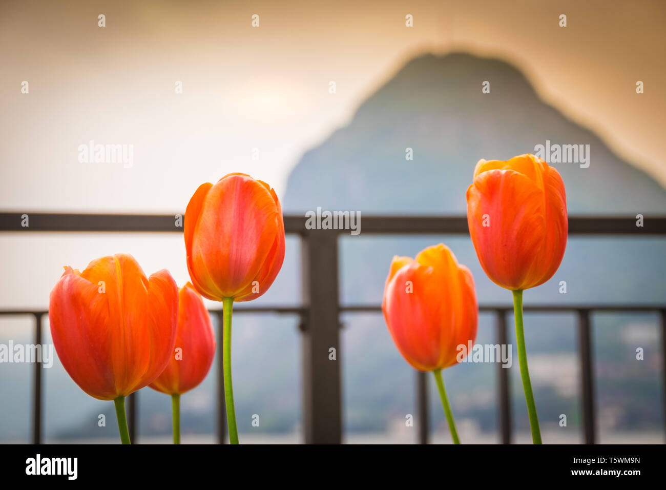I colori di alcuni Tulip a Lugano Foto Stock