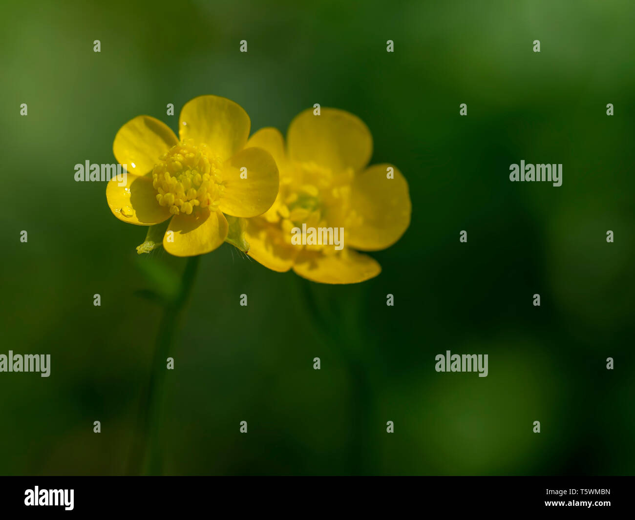 Due di colore giallo brillante Buttercup fiori con profondità di campo ridotta. Stare insieme concetto, sfondo sfocato. Ranunculus acris. Foto Stock