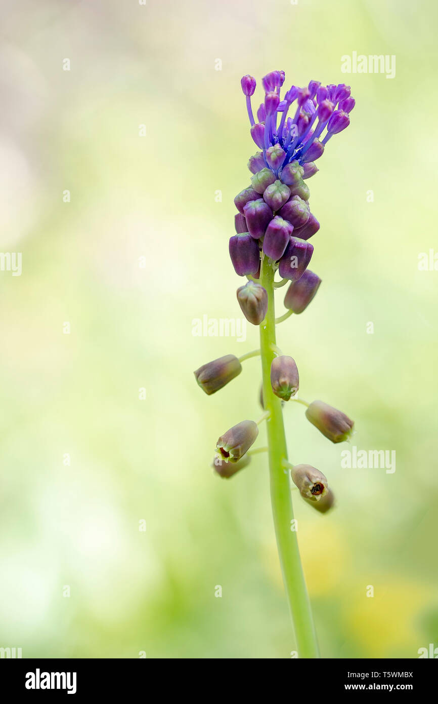 Leopoldia comosa. Infiorescenza staminifera uva fiore di giacinto contro defocussed sfondo naturale. Foto Stock