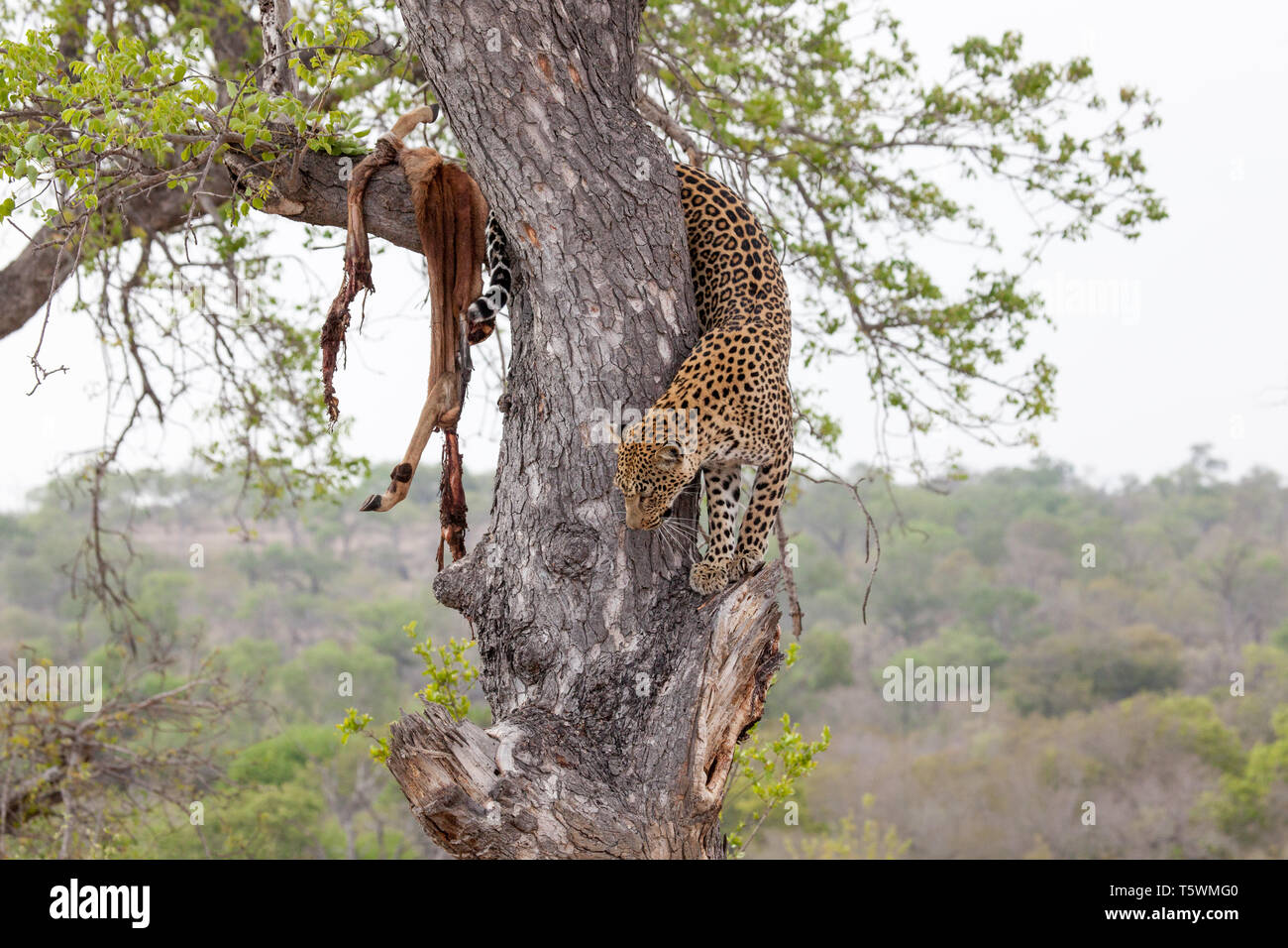 Leopardo Foto Stock