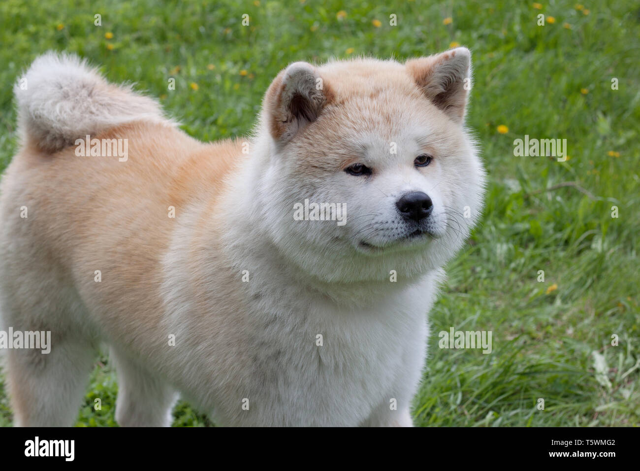Carino akita inu è in piedi su un prato in fiore. Akita ken o giapponese Akita. Gli animali da compagnia. Foto Stock