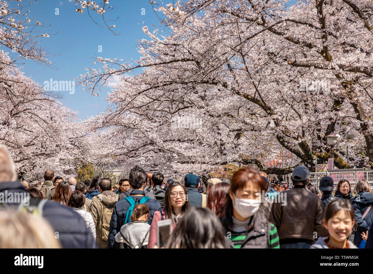 La folla nel Parco di Ueno godendo la primavera sbocciano i fiori, Tokyo, Giappone. Foto Stock