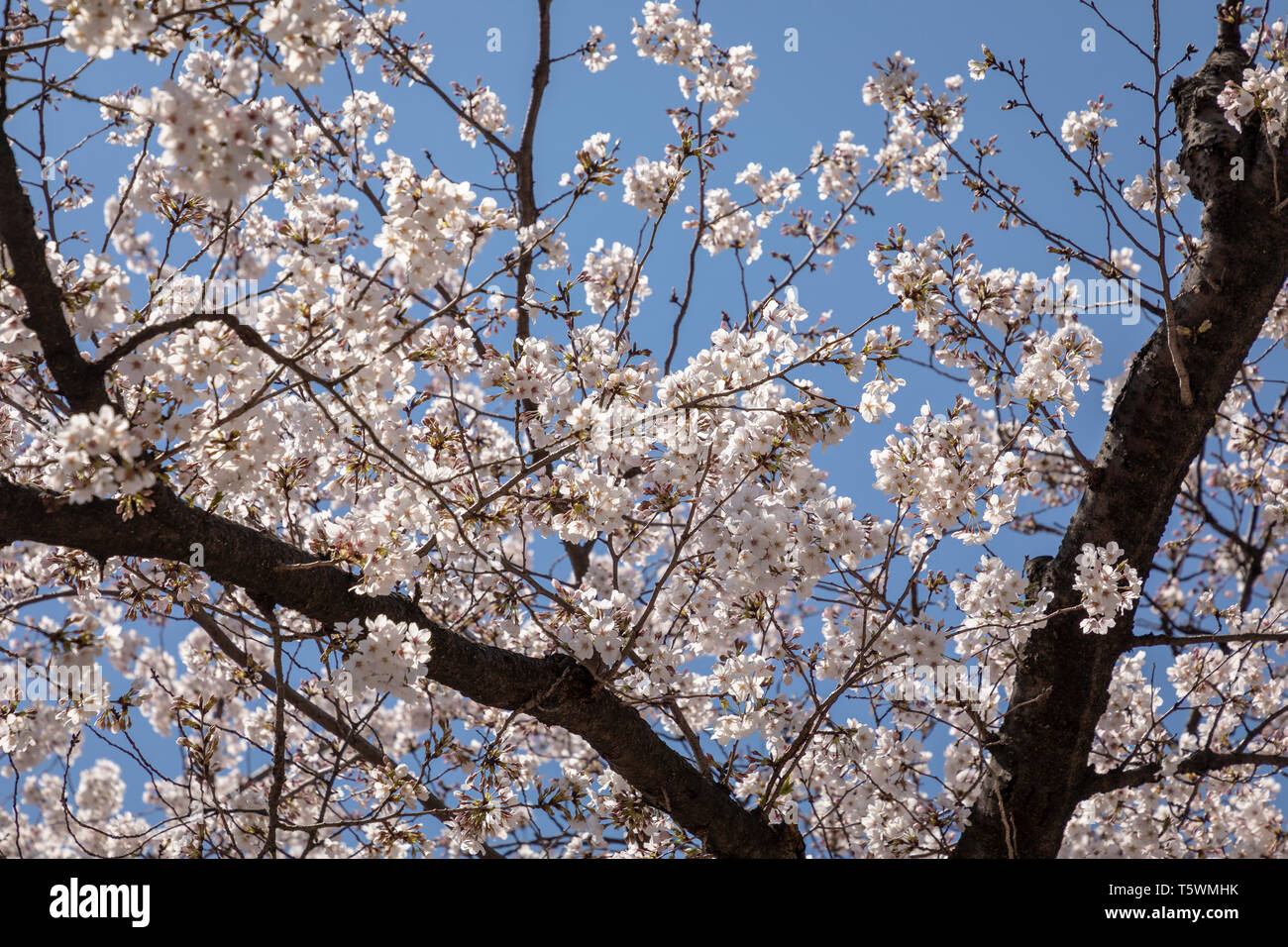 Fiore di Ciliegio, il parco Ueno, Tokyo, Giappone. Foto Stock