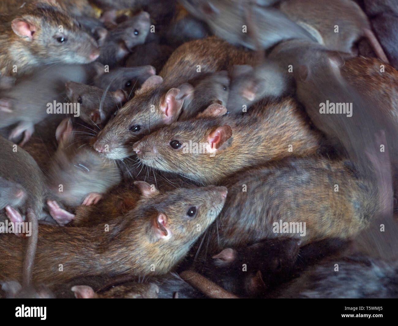 Brown ratti Rattus norvegicus in Fattoria Barn Foto Stock