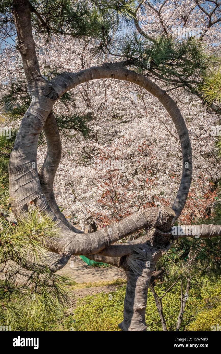 Giapponese albero sagomato, il parco Ueno, Tokyo, Giappone. Foto Stock