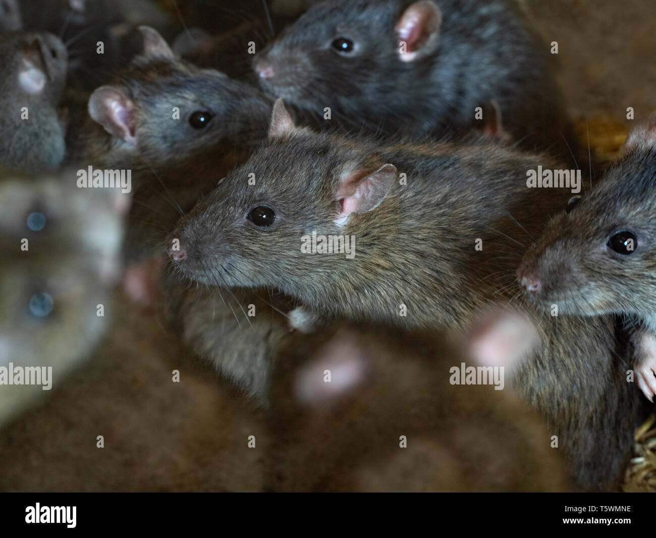 Brown ratti Rattus norvegicus in Fattoria Barn Foto Stock