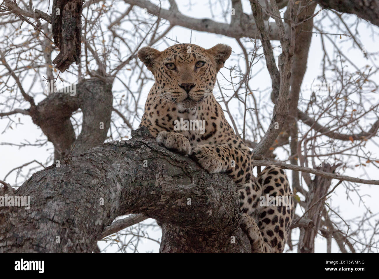 Leopardo africano adagiato su un ramo di un albero che guarda la macchina fotografica Foto Stock