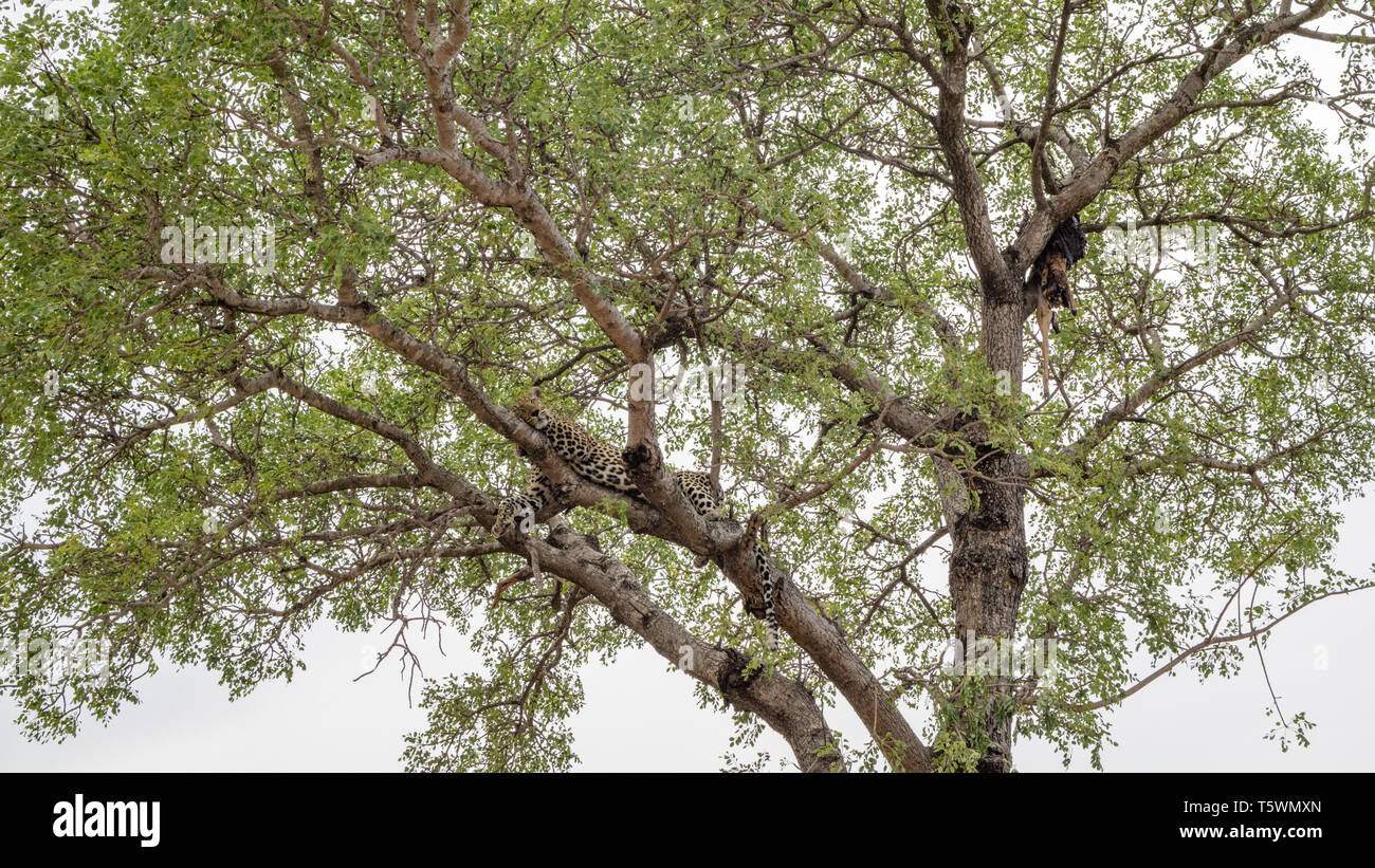 Leopardo africano, disteso su un albero, quasi nascosto Foto Stock