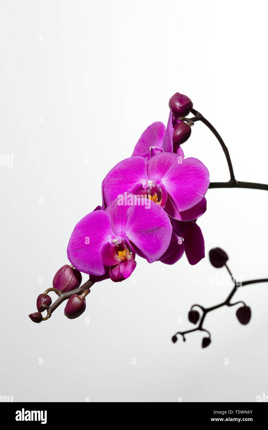 Ramo di orchidee viola e boccioli su sfondo bianco, spazio libero per il testo Foto Stock