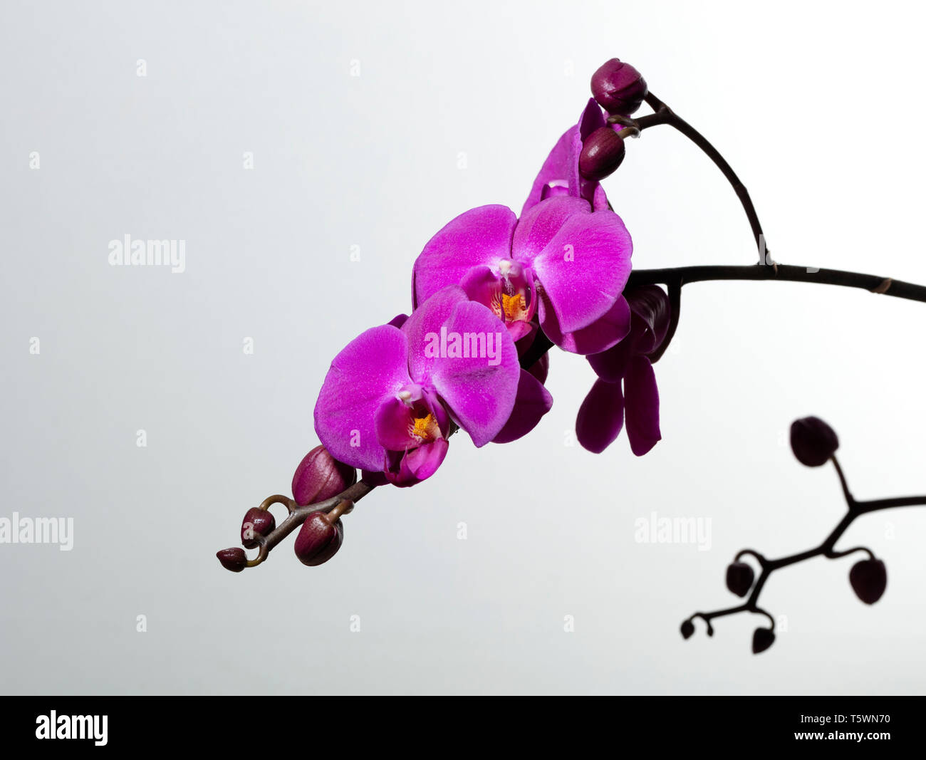 Ramo di orchidee viola e boccioli su sfondo bianco, spazio libero per il testo Foto Stock