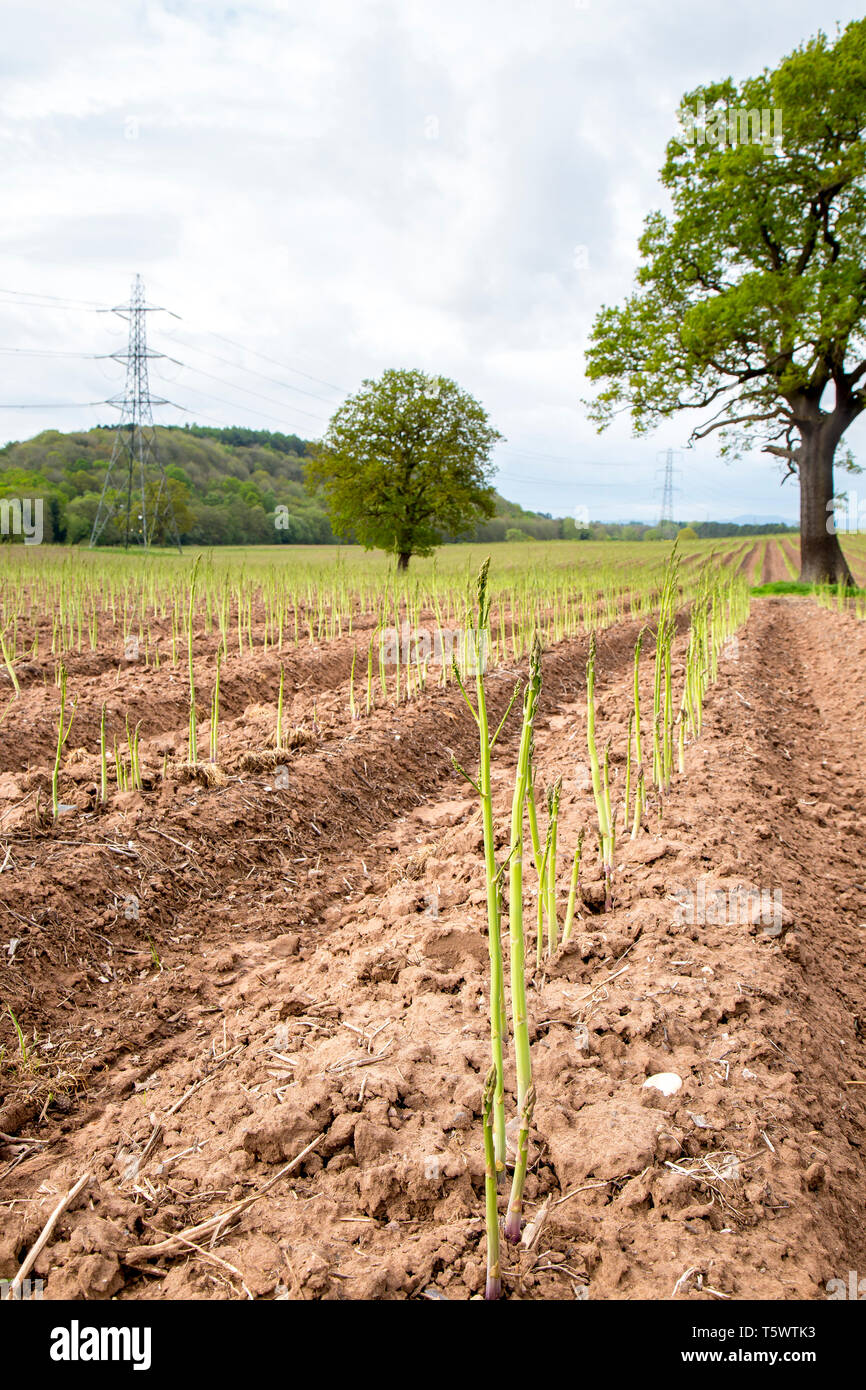 Ritratto Fotografia di asparagi vegetali (asparagus officinalis) che crescono in un campo britannico in primavera. Foto Stock