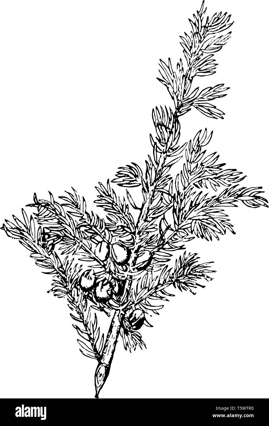 Il novellame di foglie di ginepro sono needlelike. Foglie mature sono awl-sagomato, diffusione e disposti in coppie o in vortici di tre, vintage line dr Illustrazione Vettoriale