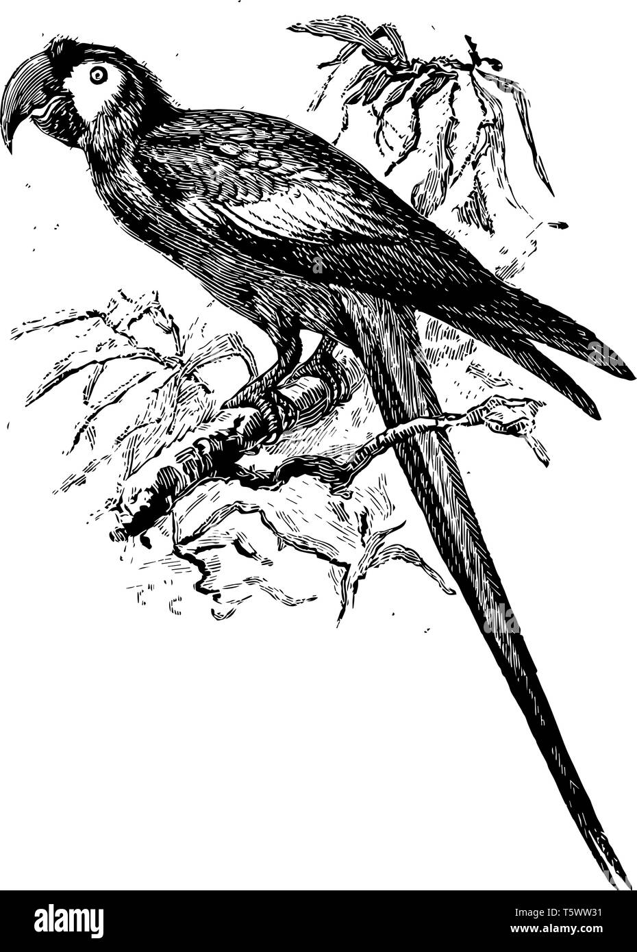 Macaw sul ramo che è nativo per il Messico vintage disegno della linea di incisione o illustrazione. Illustrazione Vettoriale