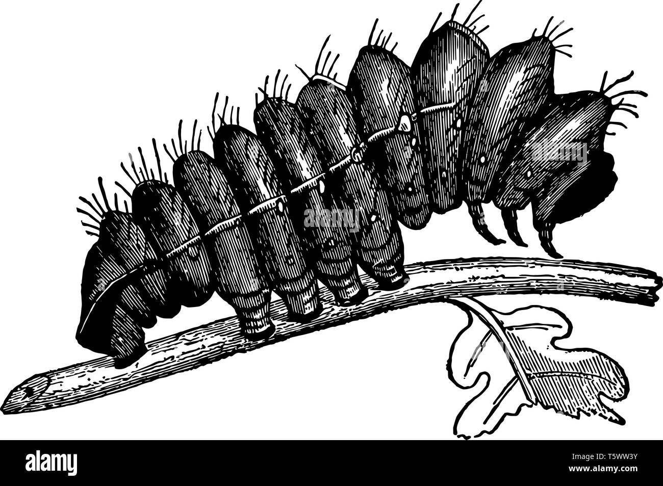 Larva di Attacus Yama mai è molto più grandi di quelle di altri bachi vintage disegno della linea di incisione o illustrazione. Illustrazione Vettoriale