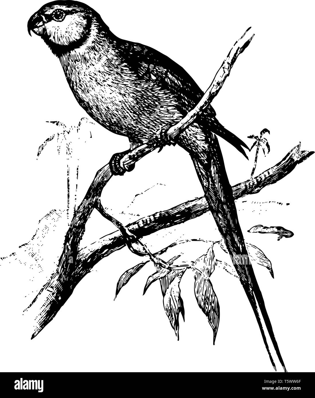 L'anello pappagallo è un comune pappagallo indiano vintage disegno della linea di incisione o illustrazione. Illustrazione Vettoriale