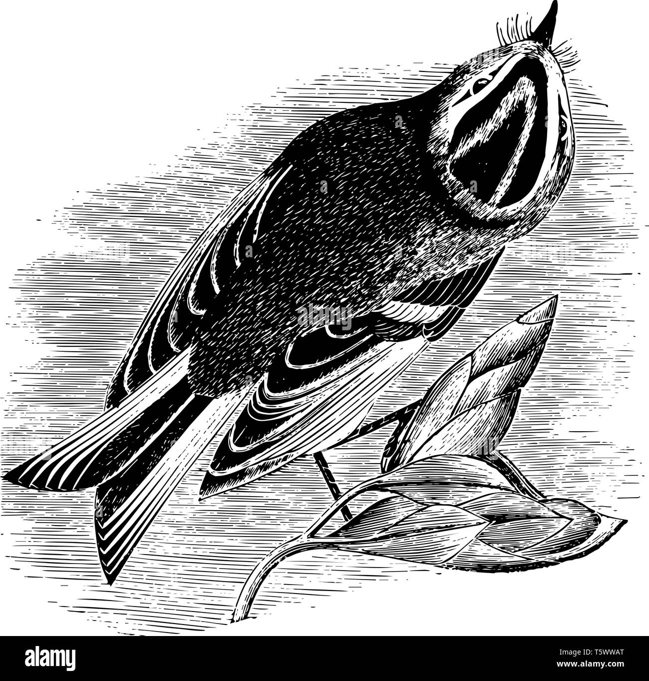 Golden Crested Kinglet è una molto piccola songbird vintage disegno della linea di incisione o illustrazione. Illustrazione Vettoriale