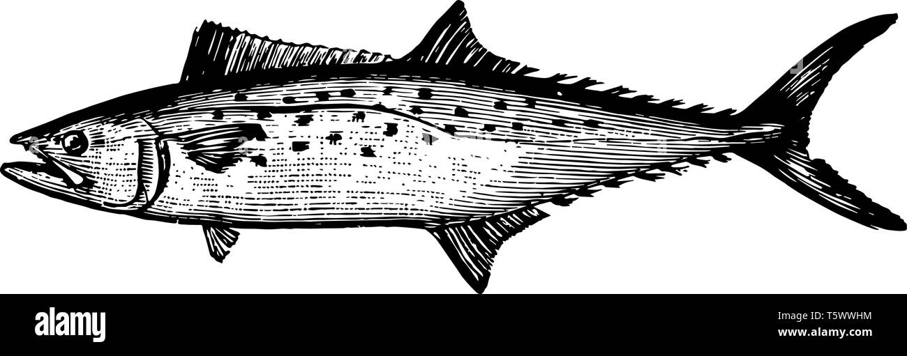 Atlantico sgombro spagnolo è una specie migratrice di sgombro comune al Golfo del Messico vintage disegno della linea di incisione o illustrazione. Illustrazione Vettoriale