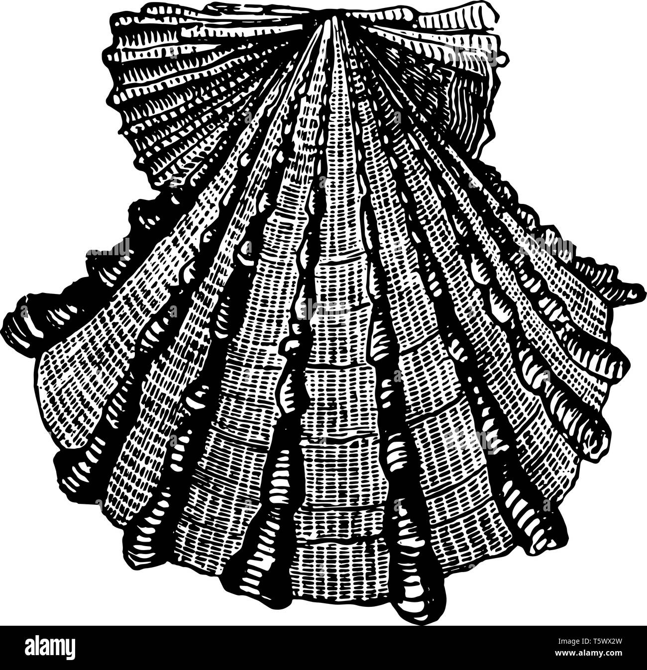 Pecten Foliaceus hanno colori che sono frequentemente brillante e vivace vintage disegno della linea di incisione o illustrazione. Illustrazione Vettoriale