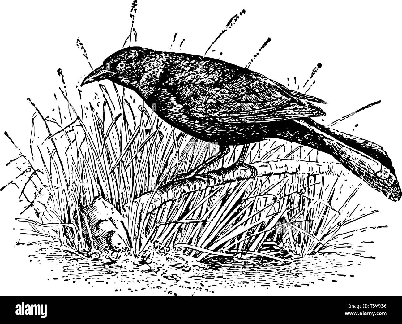 Crow Blackbird mangia una grande varietà di cibi vintage disegno della linea di incisione o illustrazione. Illustrazione Vettoriale