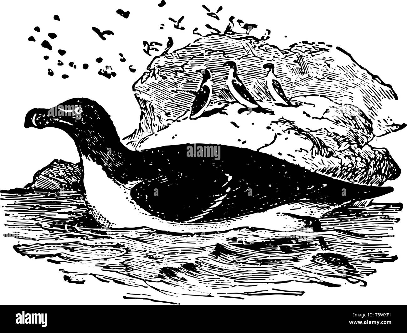 Razorbill è un uccello acquatico la comune auk vintage disegno della linea di incisione o illustrazione. Illustrazione Vettoriale