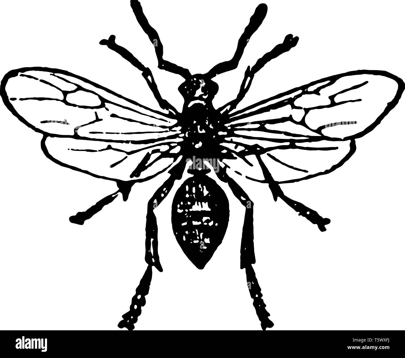 Red Wood Ant maschio ha ali e dopo l'abbinamento è consentito di allontanarsi vintage disegno della linea di incisione o illustrazione. Illustrazione Vettoriale
