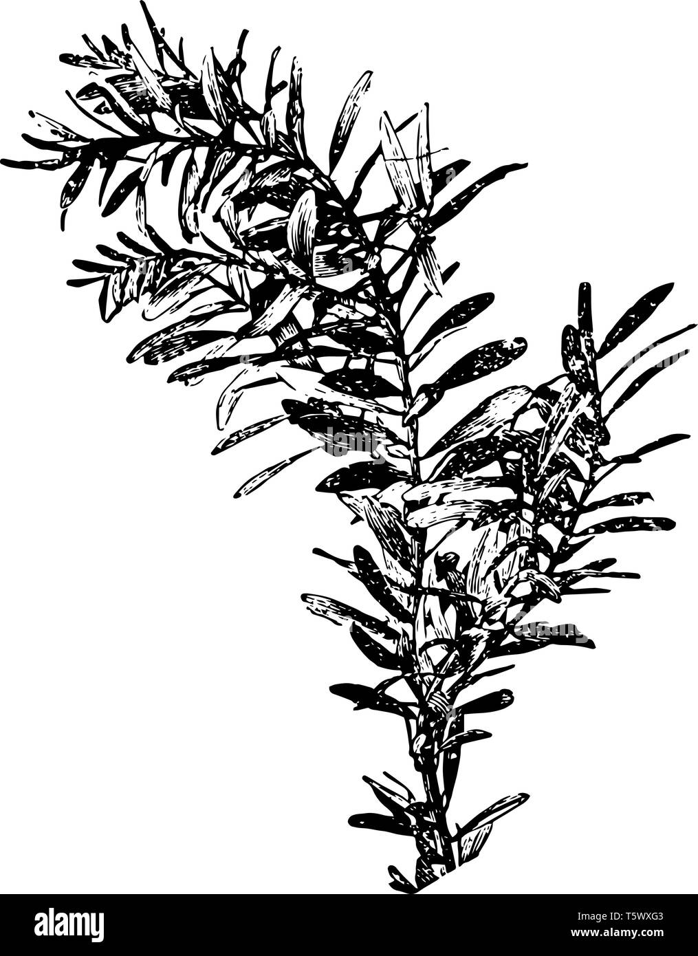 Si tratta di ramo di albero Agathis questo albero è molto grande i suoi tronchi che è disponibile da giurassico alberi sempreverdi & trovato nell emisfero sud Illustrazione Vettoriale