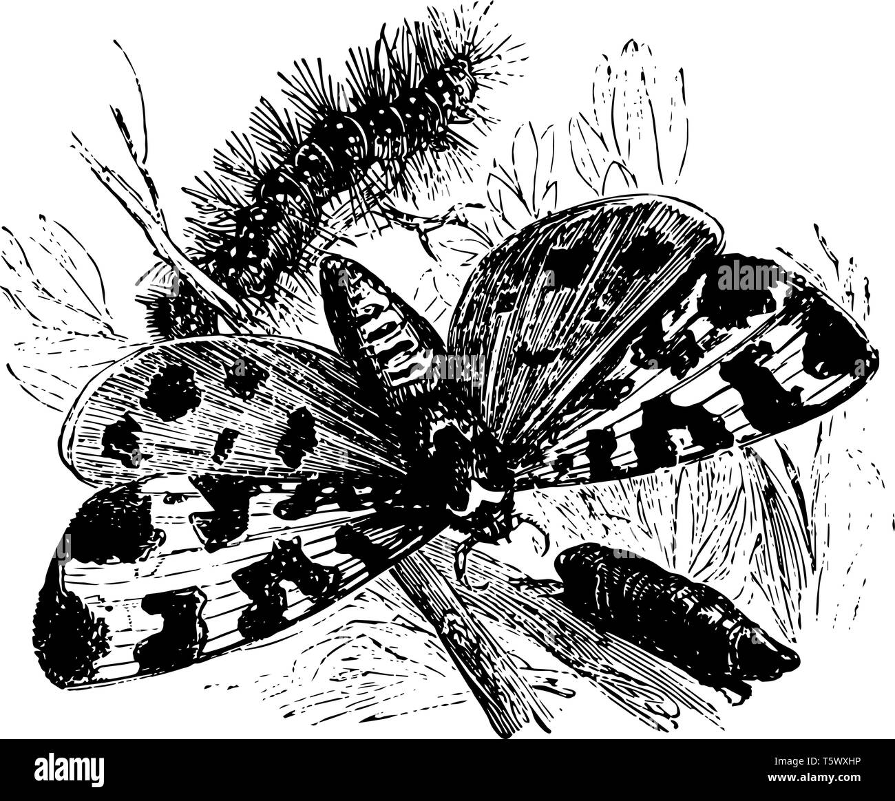 Tiger Moth è chiamato per il diverso e combinazioni colorate sulle sue ali vintage disegno della linea di incisione o illustrazione. Illustrazione Vettoriale