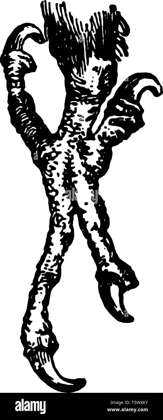 Macaw è una grande lunga coda di parrot con vivacemente colorato piumaggio vintage disegno della linea di incisione o illustrazione. Illustrazione Vettoriale