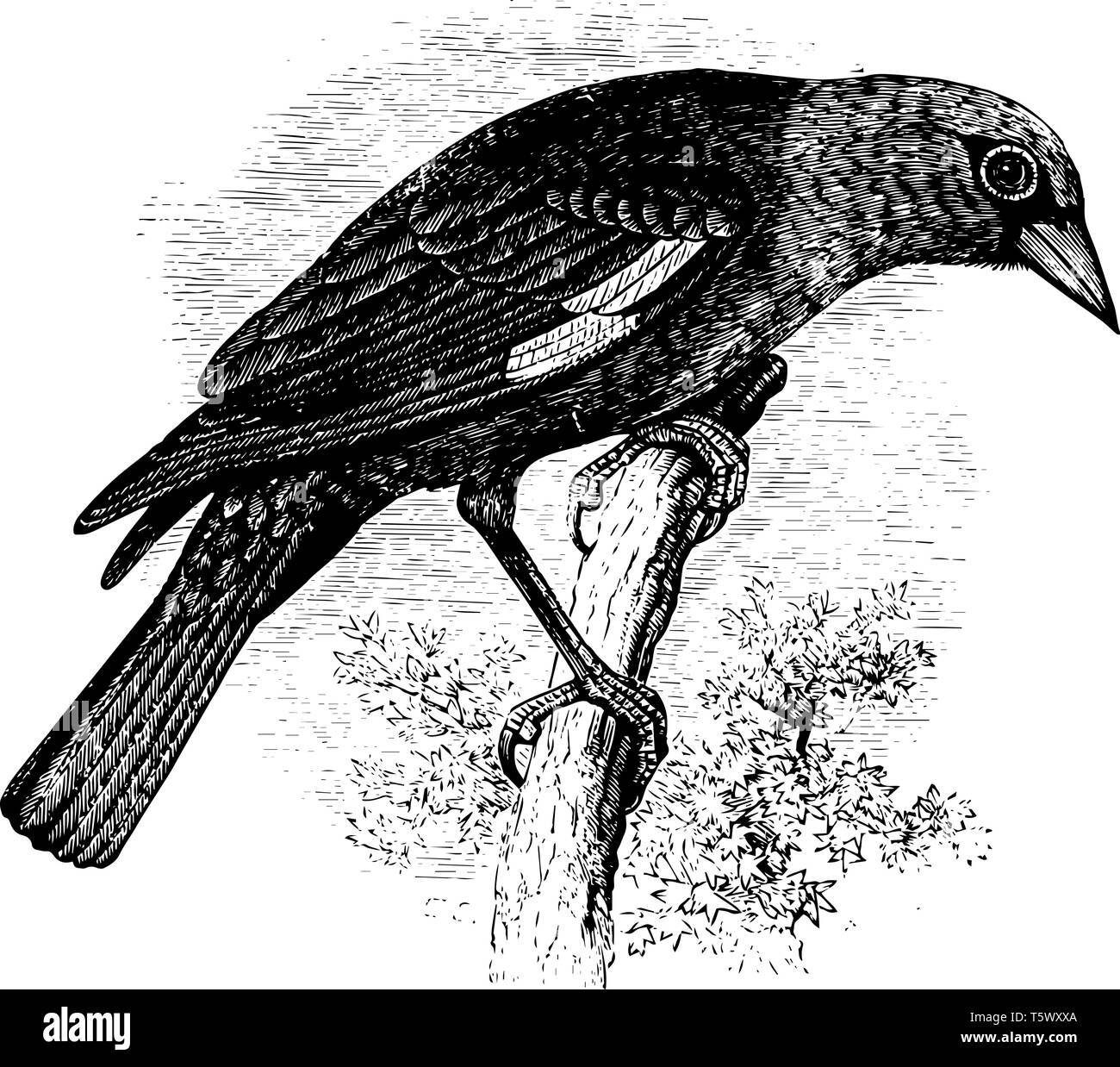 Testa gialla Blackbird che è una grande macchia bianca sul parafango vintage disegno della linea di incisione o illustrazione. Illustrazione Vettoriale