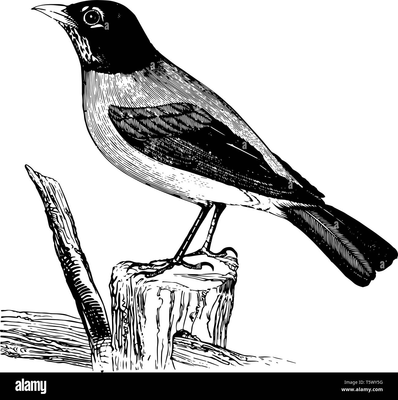 American Robin si nutre di piccoli insetti e varie bacche vintage disegno della linea di incisione o illustrazione. Illustrazione Vettoriale
