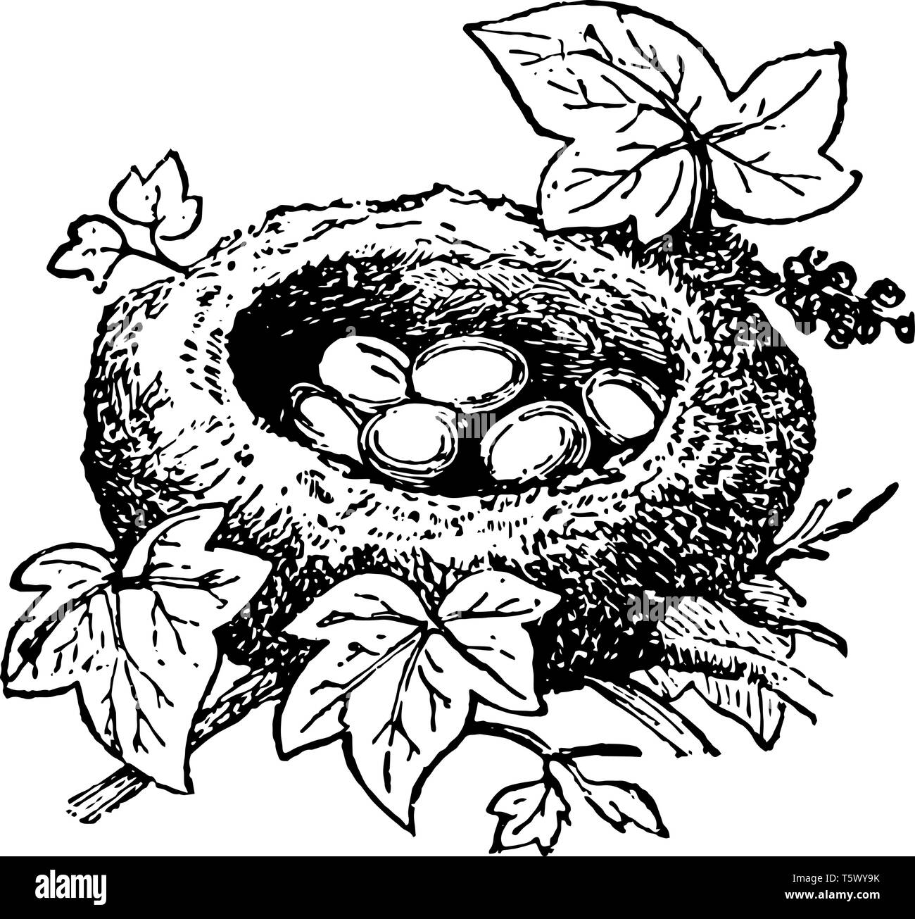 Nido di Kinglet costruisce il suo nido tra ivy o dipendente da Abete rami vintage disegno della linea di incisione o illustrazione. Illustrazione Vettoriale