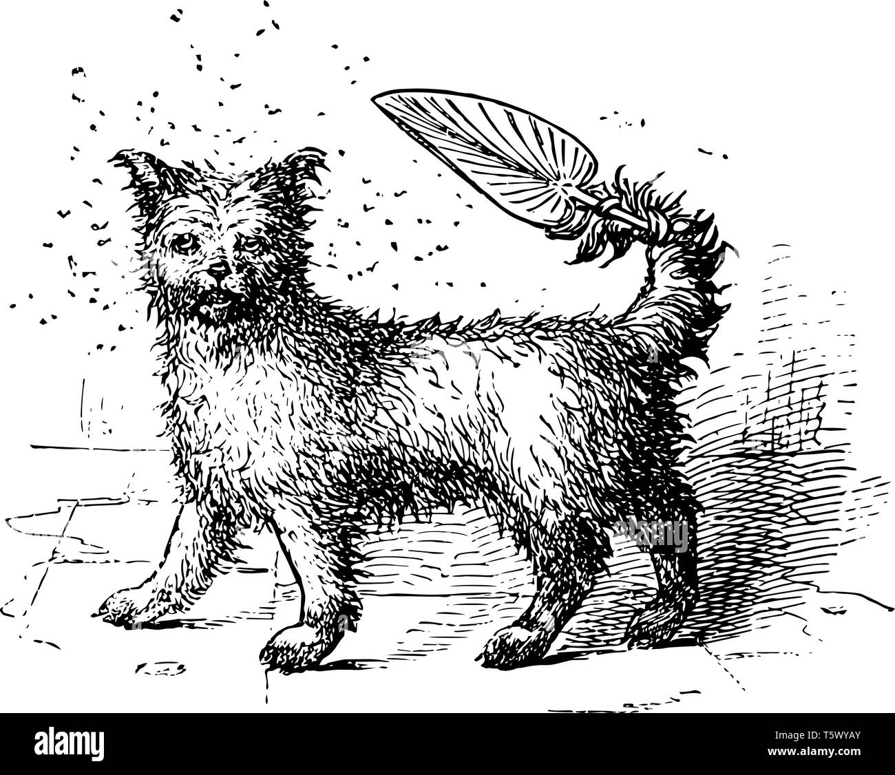 Questa immagine rappresenta un piccolo cane tenendo un ventilatore con la sua coda vintage disegno della linea di incisione o illustrazione. Illustrazione Vettoriale