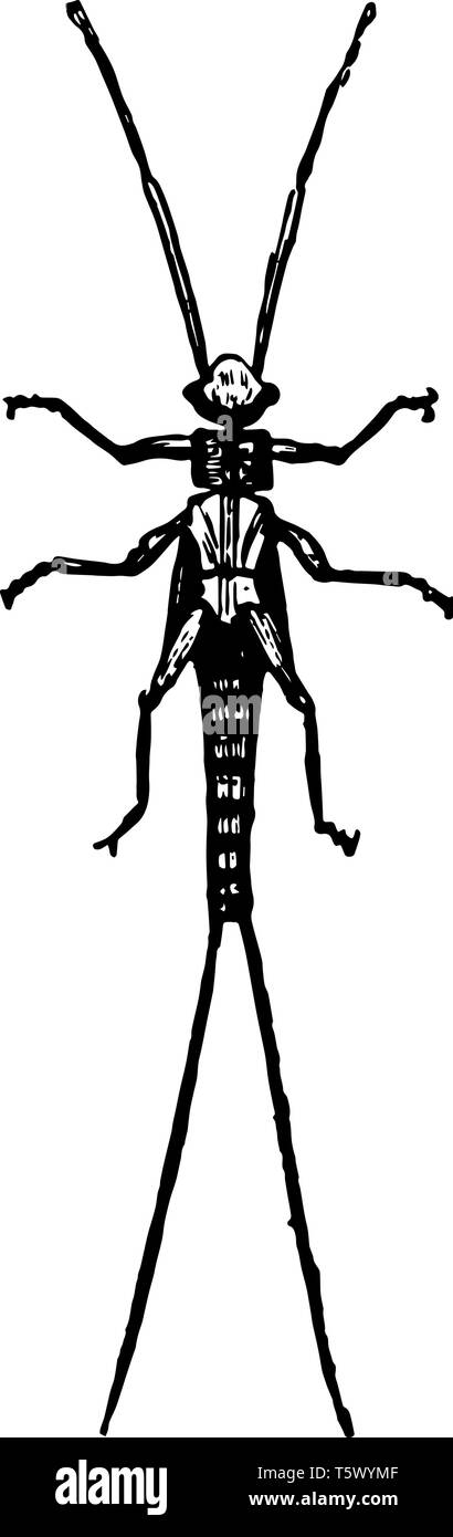 Larva di Nemoura che subiscono una metamorfosi incompleta vintage disegno della linea di incisione o illustrazione. Illustrazione Vettoriale