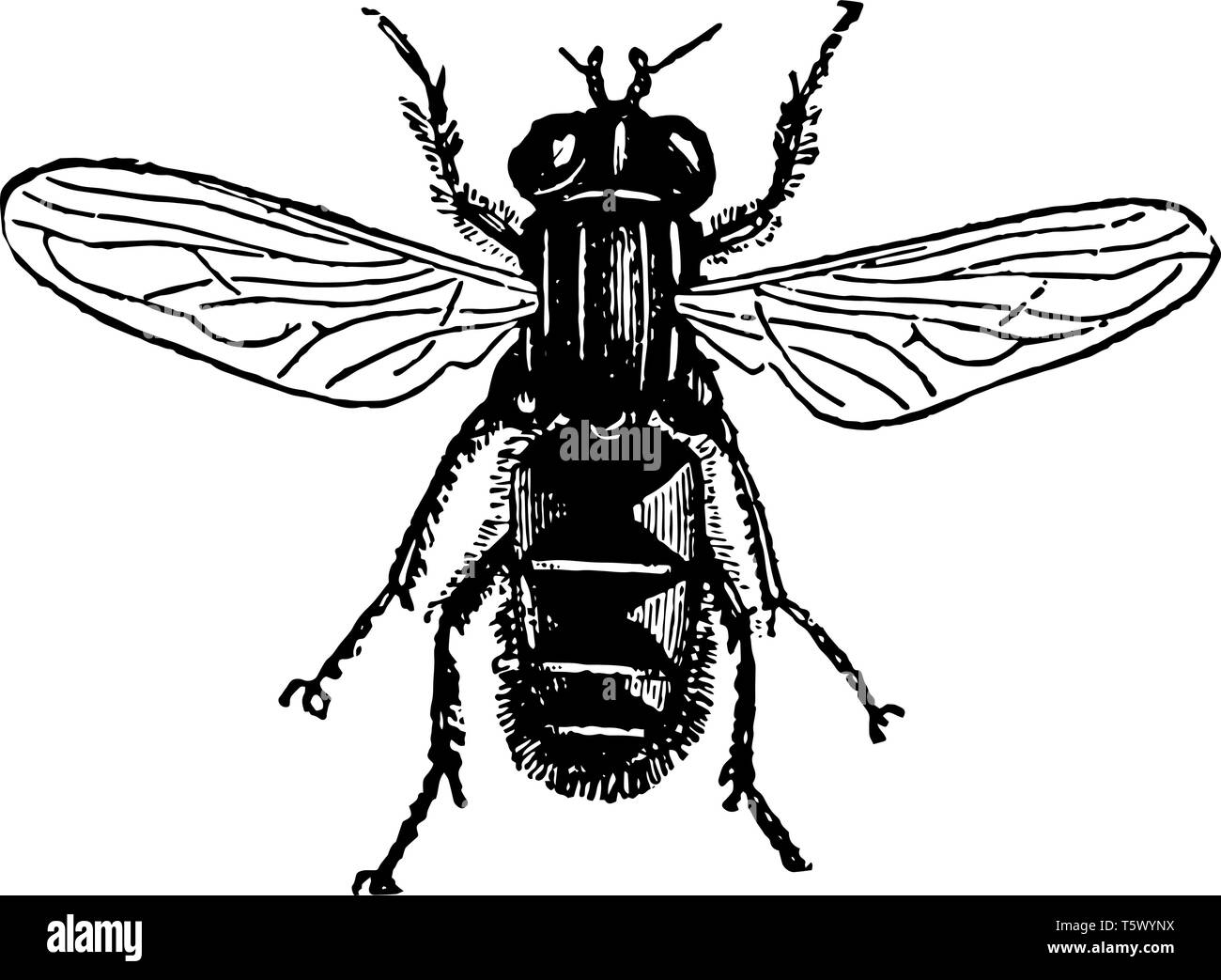 Specie di Helophilus in Inghilterra sono noti come coda di ratto vermi vintage disegno della linea di incisione o illustrazione. Illustrazione Vettoriale