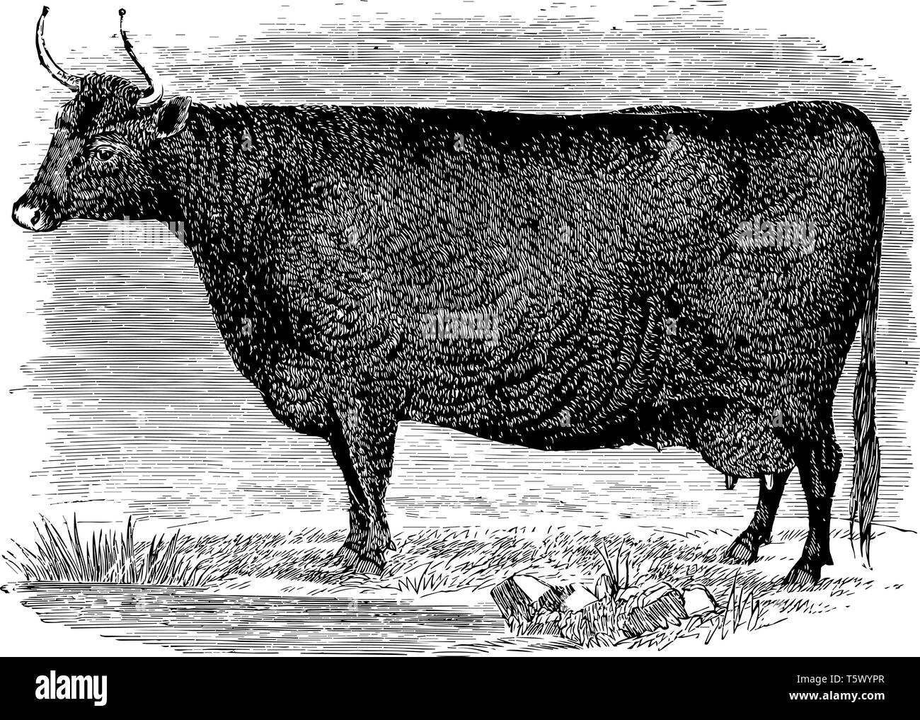 Devon vacca è un ricco rosso o tawny vintage colore disegno della linea di incisione o illustrazione. Illustrazione Vettoriale